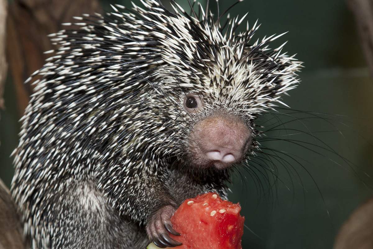 A prehensile-tailed porcupine (Coendou) is found in several South American countries. (Meghan Murphy, Smithsonian Zoo Flickr)