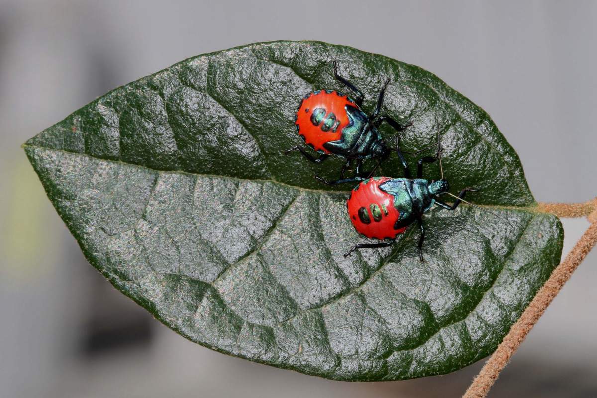Two stink bug nymphs. Stink bugs terrible smell are a way for them to discourage predators from eating them.