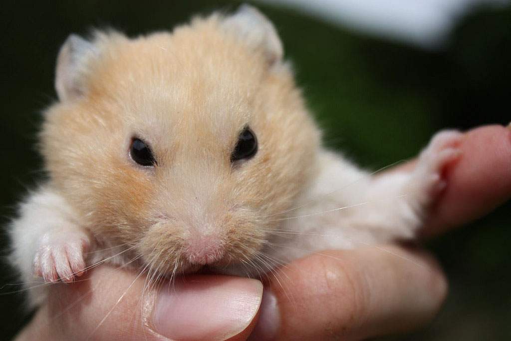 A Syrian Hamster. This rodent that can handle very low temperatures (Sheldon, Flickr)