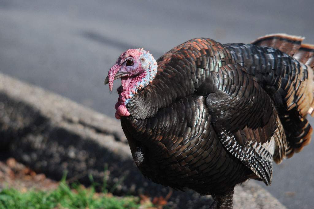 Turkeys can run 12 mph. (David Slater, Flickr)