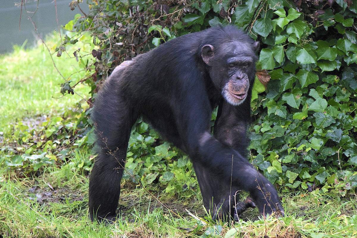 A chimpanzee walking (Terry Kennedy, Flickr)