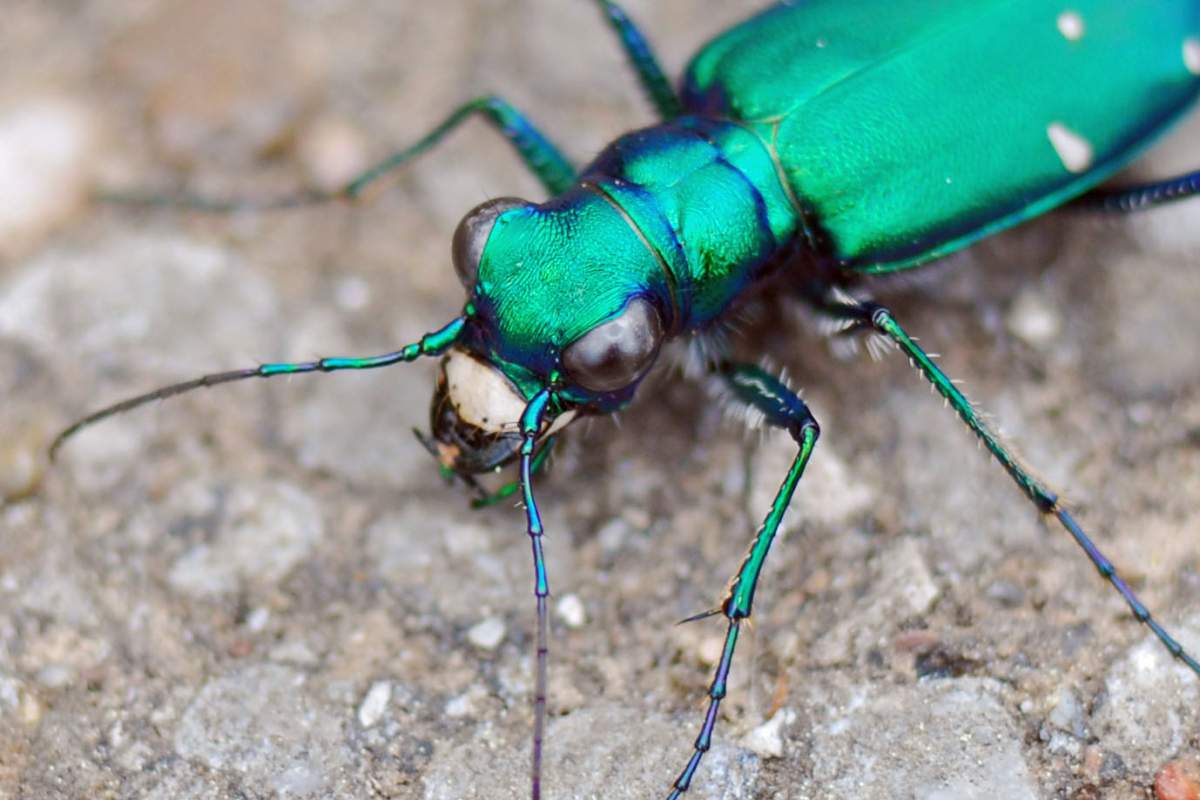 A six-spotted tiger beetle. It's scientific name is Cicindela sexguttata. (Melody McClure, Flickr)