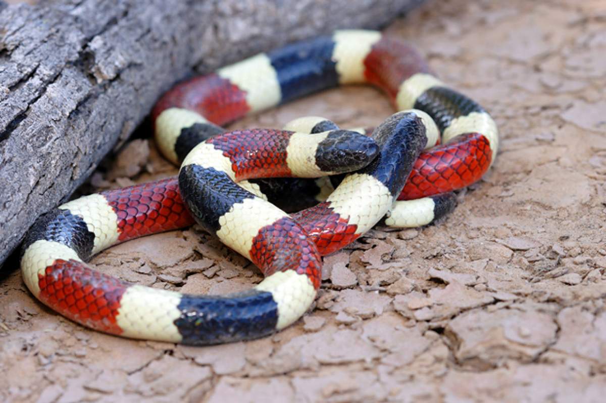 A Sonoran coral snake (Micruroides euryxanthus). (Michael Cravens, Flickr)
