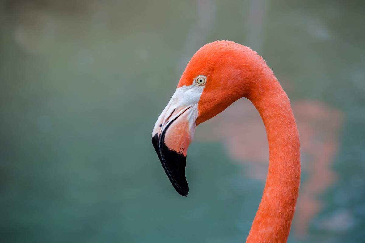 Flamingos (Phoenicopteridae) when they're born are gray or white. (Robert Claypool, Flickr)