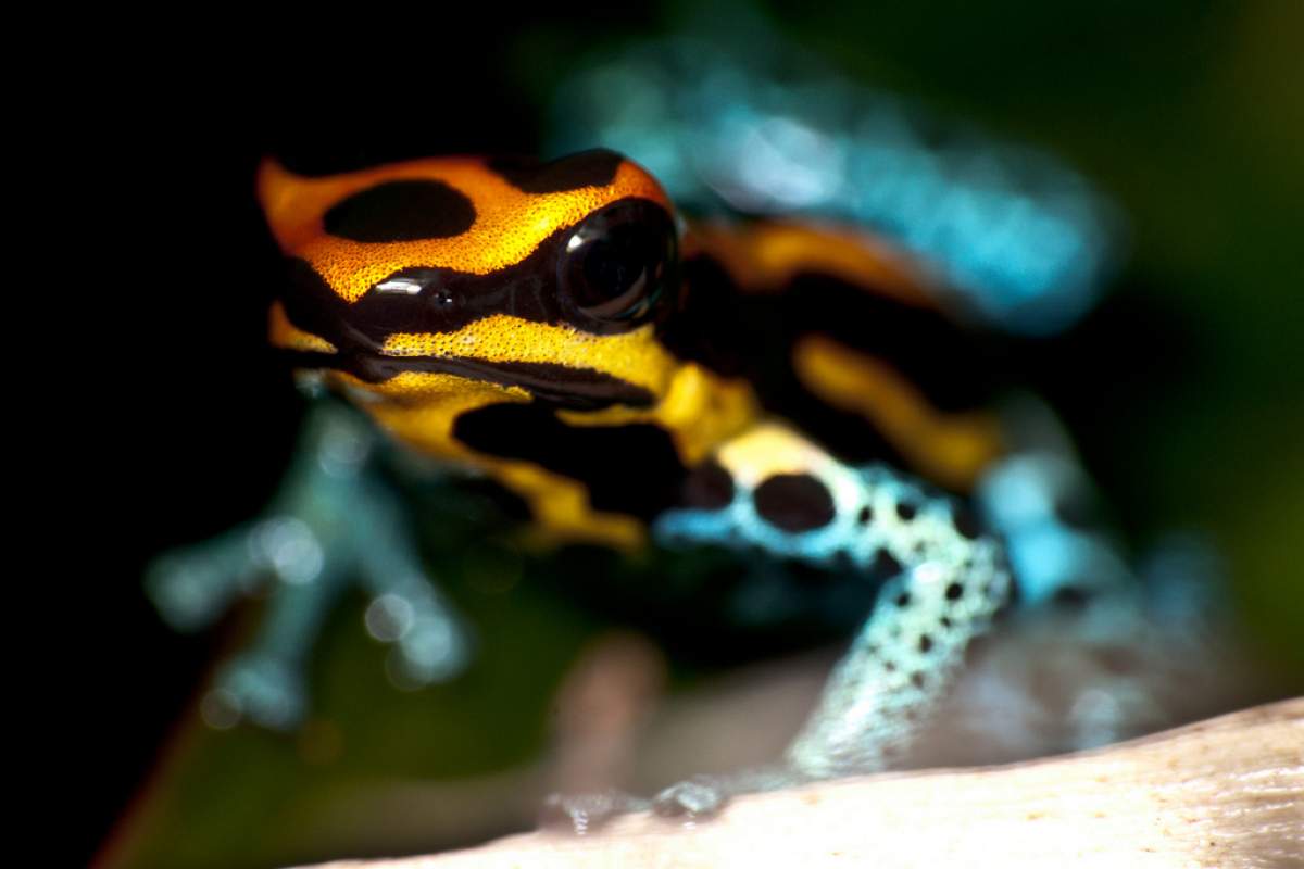 A poison dart frog. (Sascha Gebhardt, Flickr)