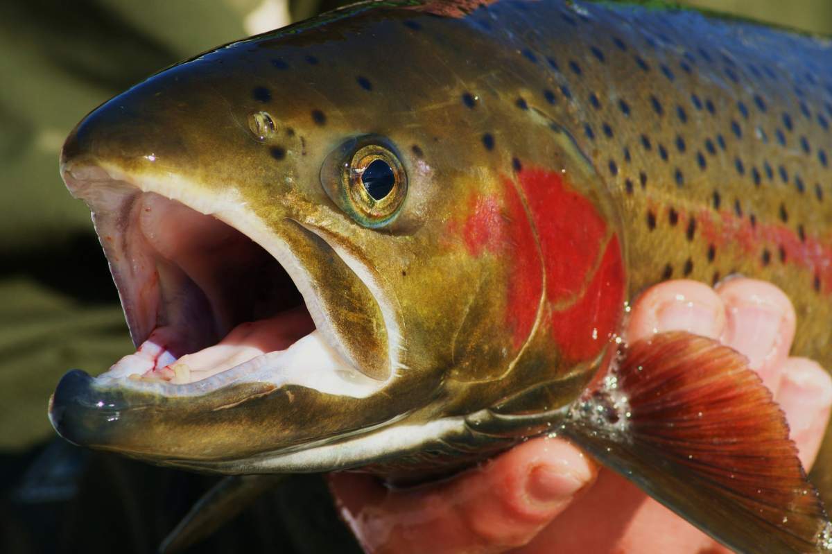 How Did Saltwater Steelhead Trout Evolve To Live In Freshwater A 