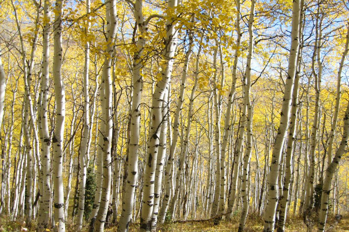 A stand of quaking aspen trees (scottks, Flickr)