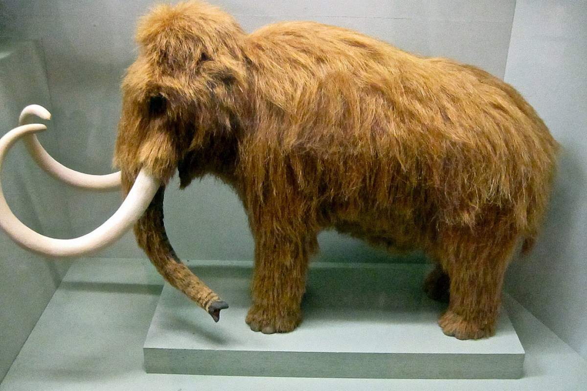 A recreation of a woolly mammoth in a museum. (ellenm1, flickr)