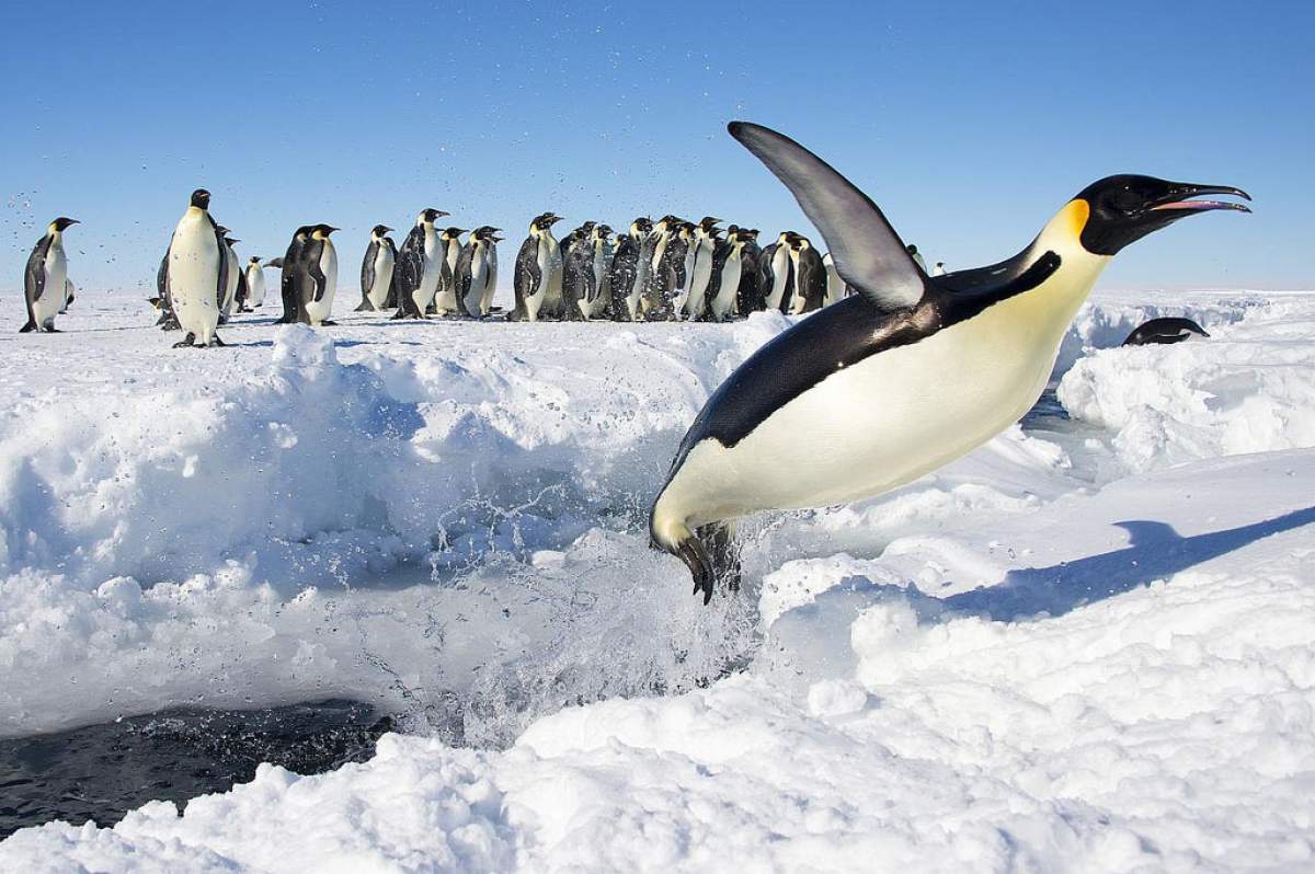This penguin has big ups, but has very poor taste receptors. (Christopher Michel, Flickr)