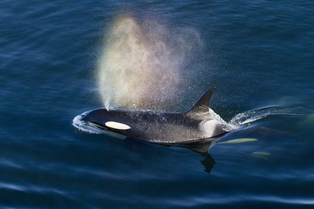 Orcas, also known as killer whales, also travel and live in the Salish Sea. (Miles Ritter, Flickr)