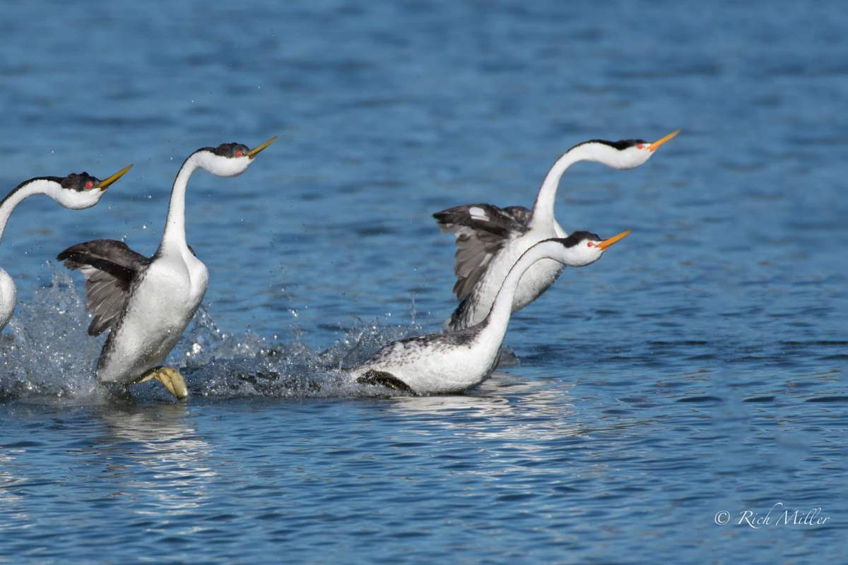 From the source: Two Clark's Grebes being pursued by three Western Grebes. (Rich Miller, Flickr)