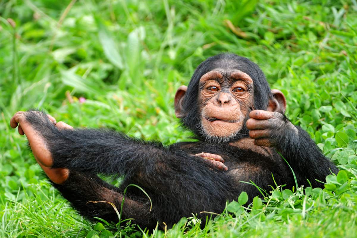 A young male chimpanzee. (Tambako The Jaguar, Flickr)