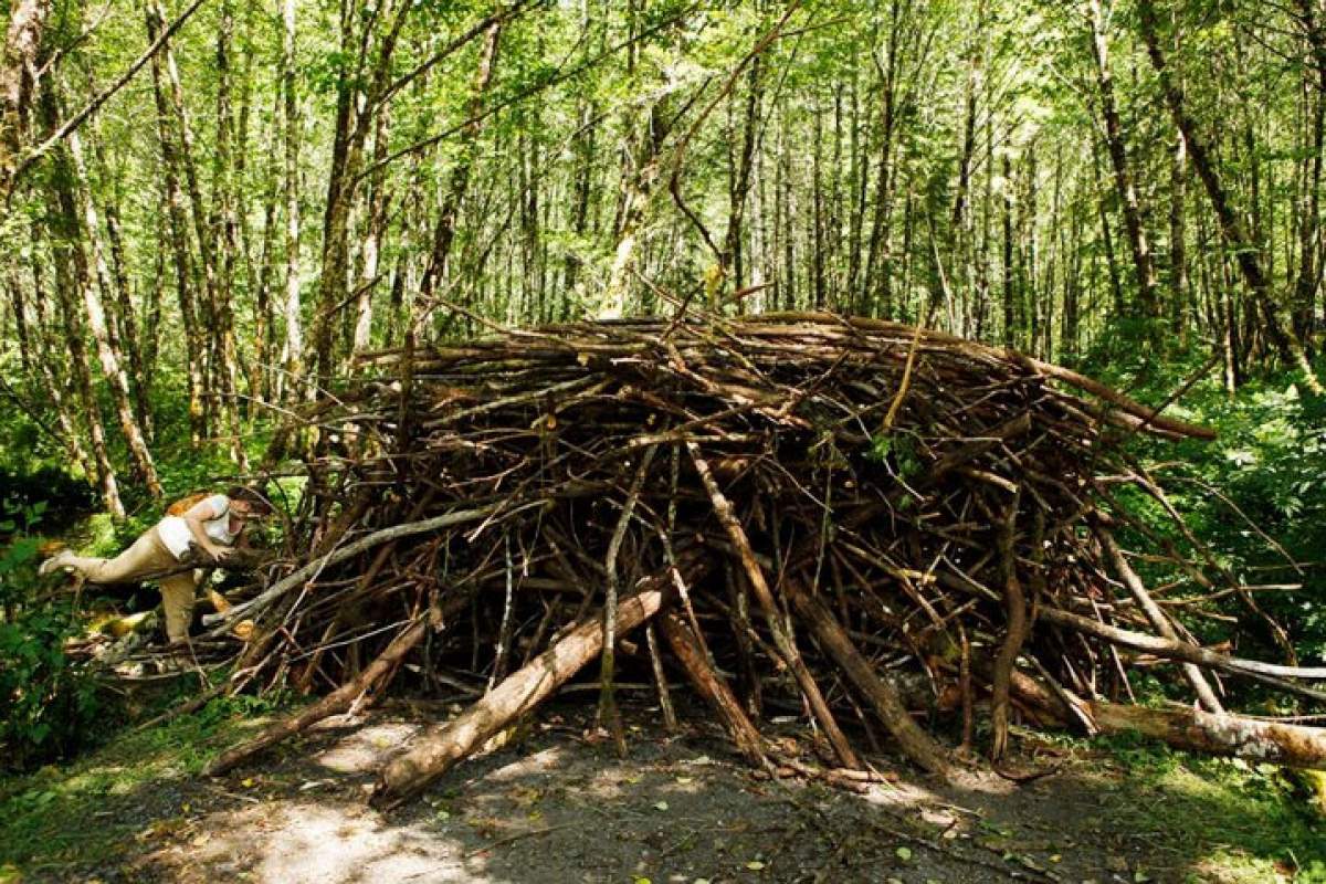 A mountain beaver dam. By Sparkyvagabond (I took the photo documenting the structure) [GFDL (http://www.gnu.org/copyleft/fdl.html) or CC BY-SA 3.0  (https://creativecommons.org/licenses/by-sa/3.0)], via Wikimedia Commons