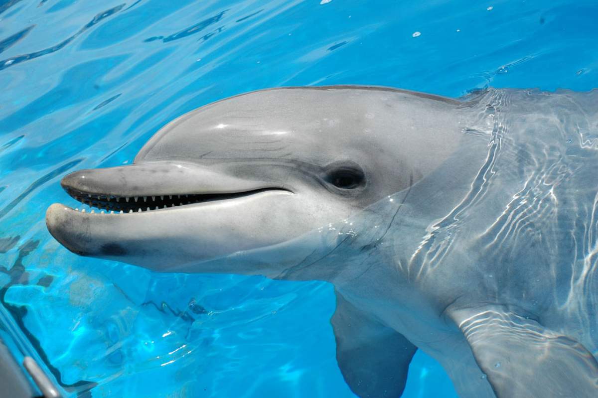 A common bottlenose dolphin ((Tursiops truncatus). Until fairly recently, all bottlenose dolphins were considered the same species, but after scientists found that there were many genetic variants between the common bottlenose, the Indo-Pacific, and the Burranan they were split into three separate species. (Vince Smith, Flickr)