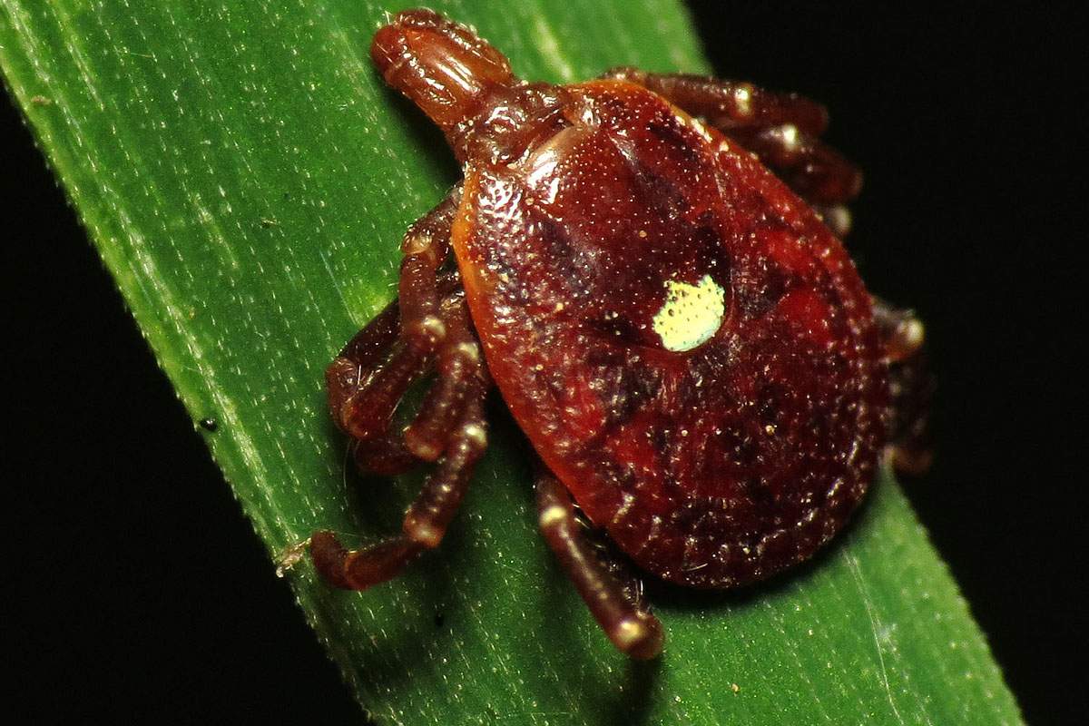 Lone Star Ticks’ name come from their appearance. They have flat, round bodies and a single white spot on their back, which is what “lone star,” refers to. (Katja Schulz, Flickr)