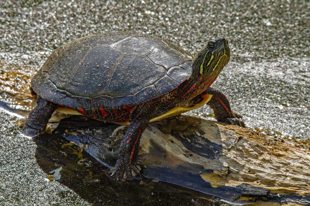 A painted turtle (Chrysemys picta). (Claude Bélanger, Flickr)