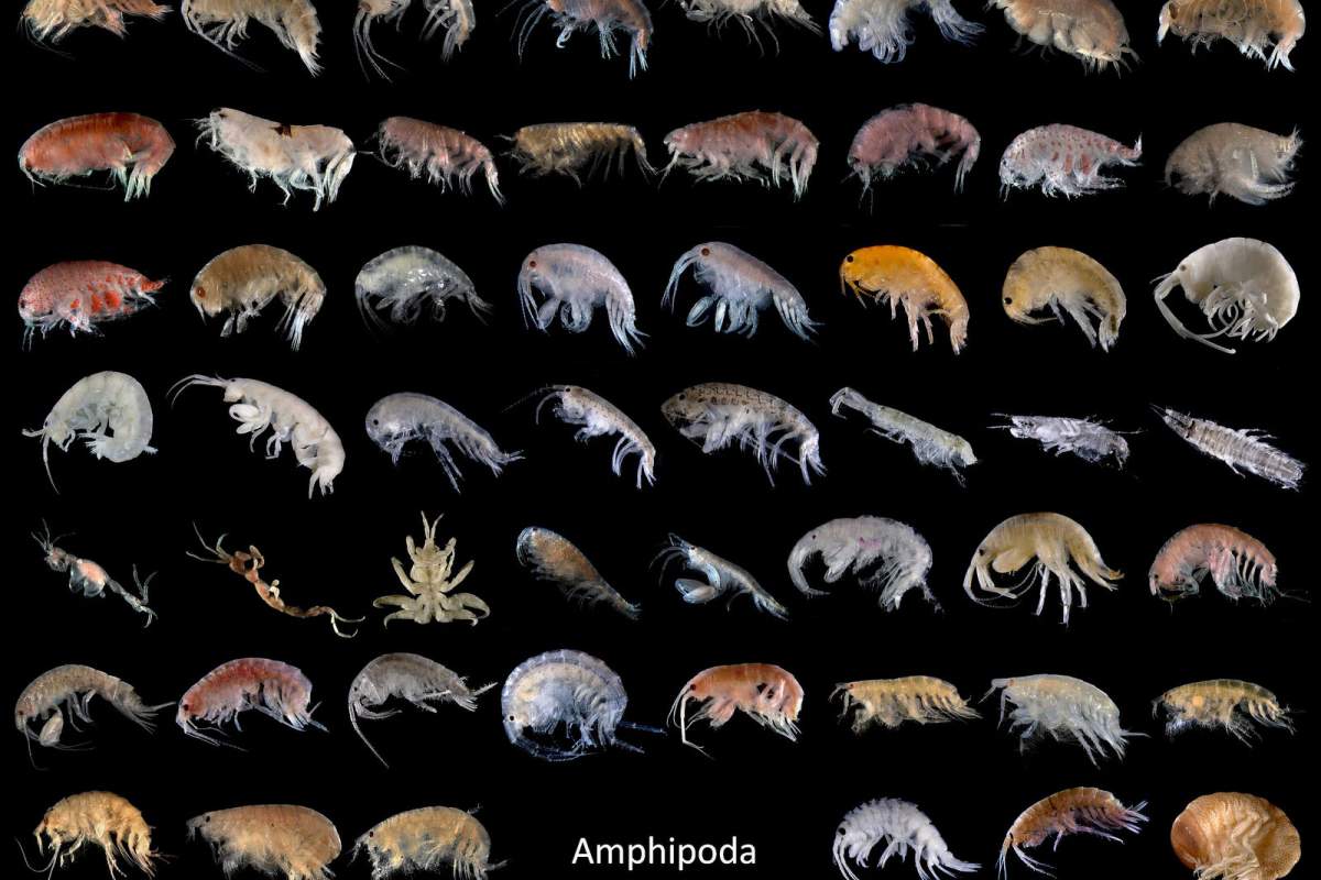 There are many kinds of amphipods in the world. (Bathyporeia, Flickr)