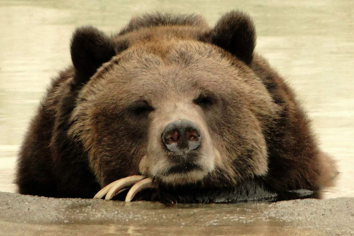 A grizzly bear, Ursus arctos. (MAIA C, flickr)