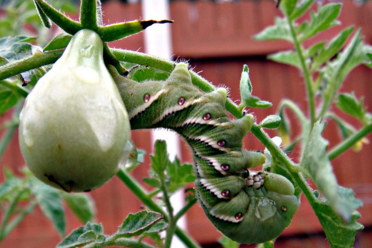 A tomato plant and a Manduca quinquemaculata also known as a tomato hornworm caterpillar.