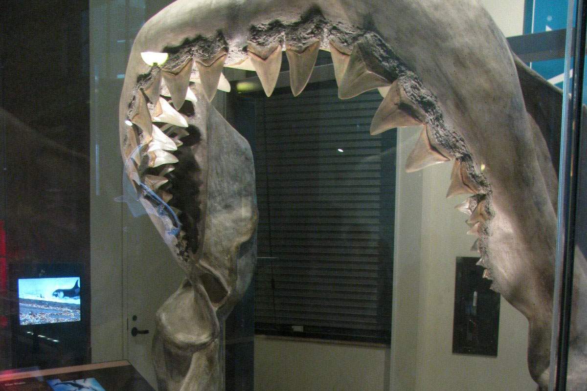A megalodon exhibit in a museum. (Eden, Janine, and Jim, Flickr)