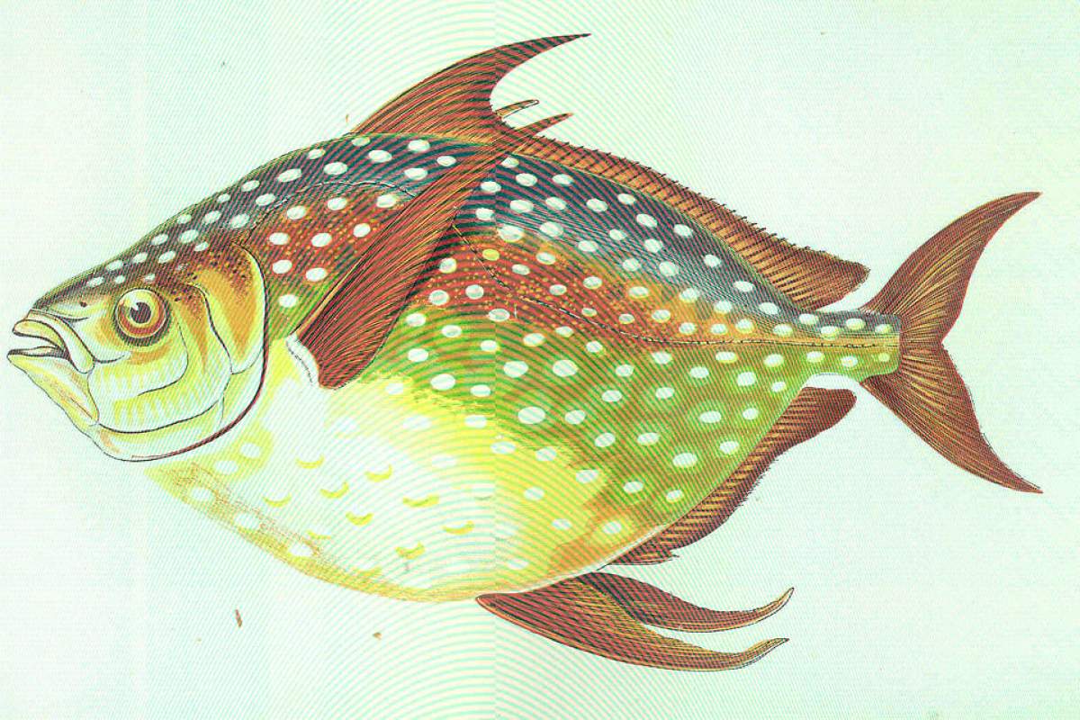 An illustration of an opah,  Lampridae. (Jonathan Couch, Wikimedia Commons)