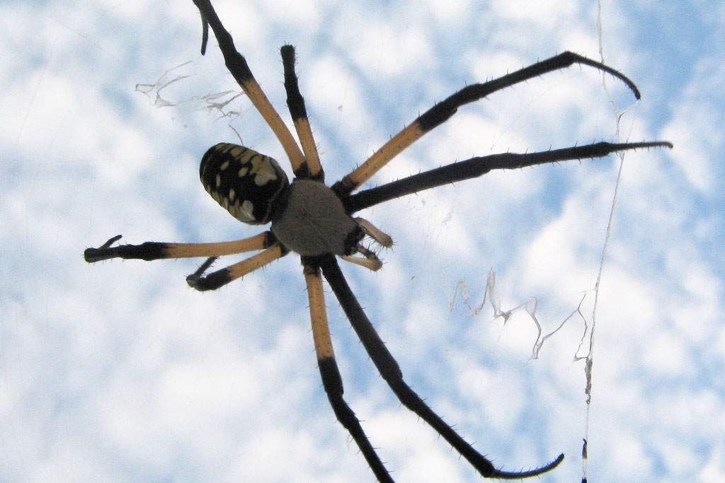 Spiders can use their silk to travel. (Kurt Nordstrom, Flickr)