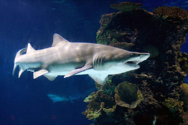 Female sand tiger sharks produce hundreds of eggs, and then mate with multiple males.