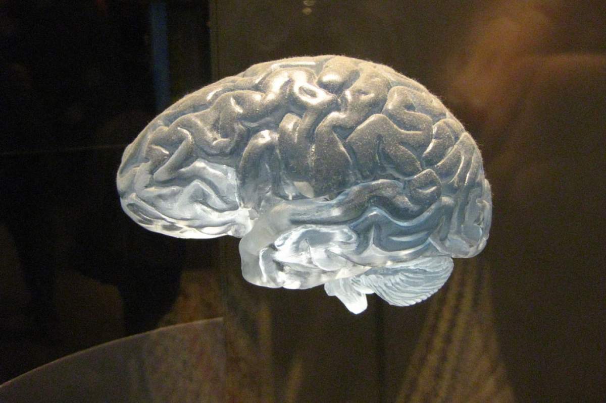A model of a human brain (Quel Beast! Flickr)