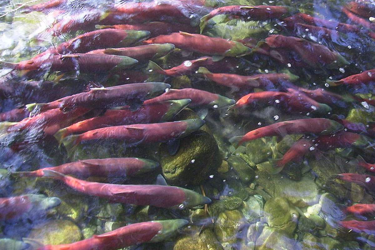 Sockeye salmon in British Columbia are attracted to the earth's magnetic field.
