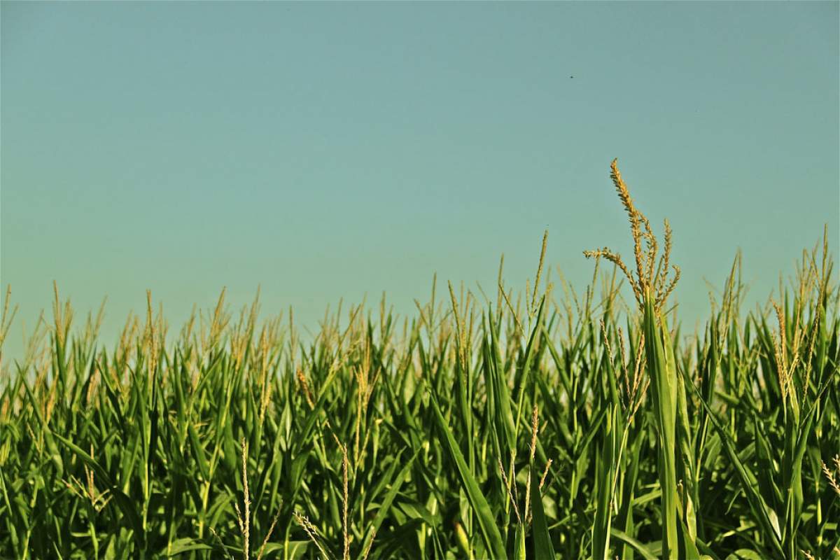 Thanks to climate change, cornfields like this could be a relic of the past. (it is elisa, flickr)