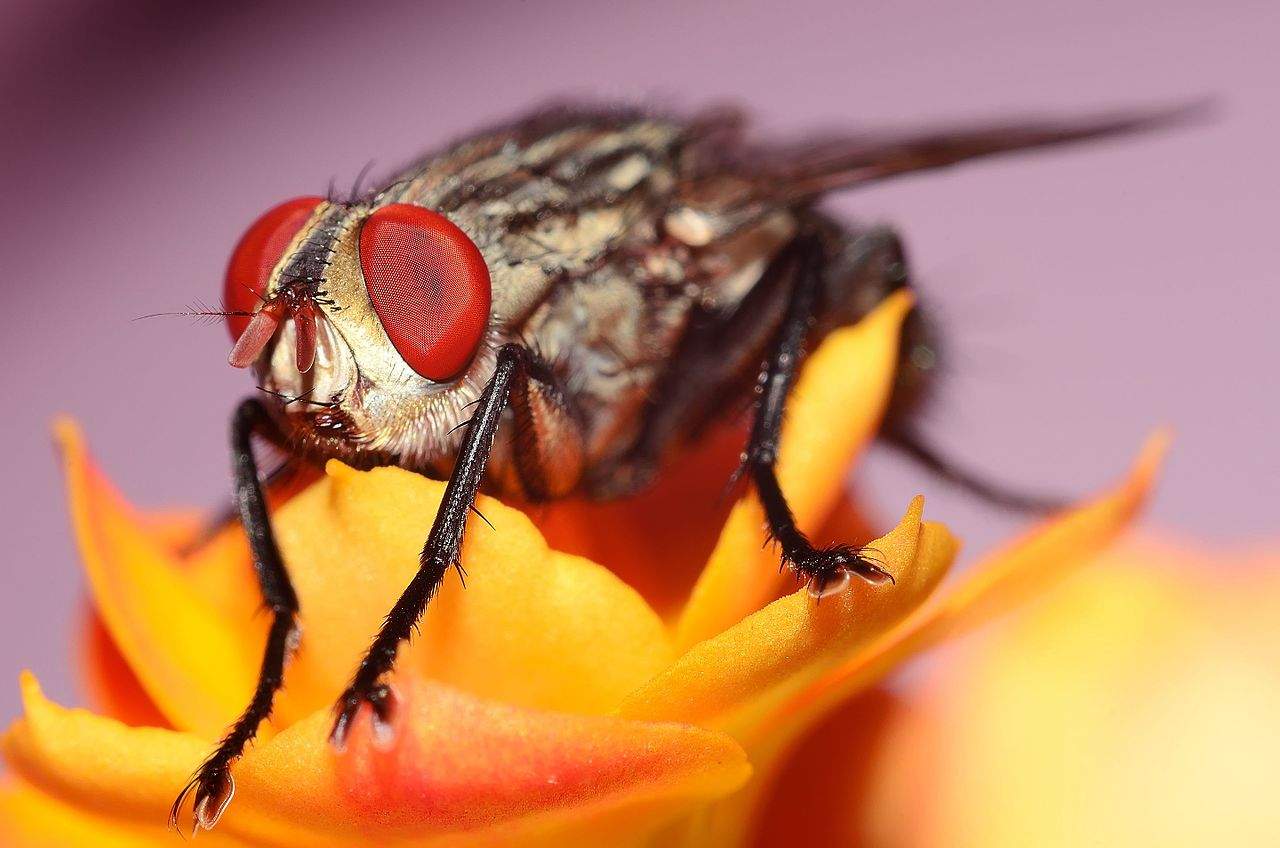 Flies see the world very differently than humans do.