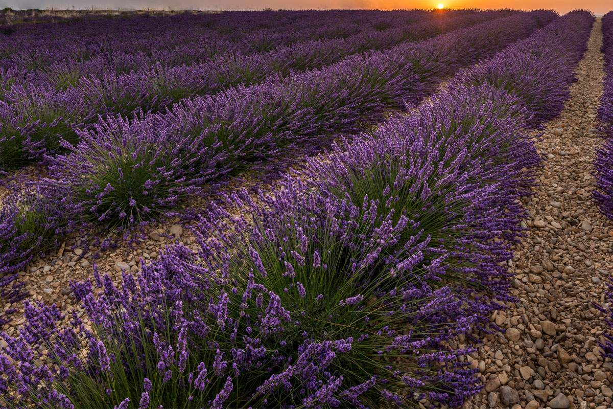 The compound Linalool is responsible for lavender's calming effects.