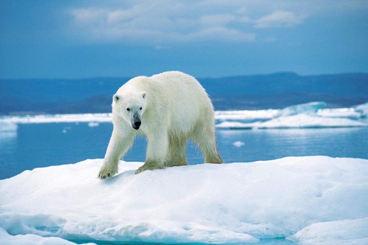 Polar bears exploit the very particular niche of hunting seals in the arctic.