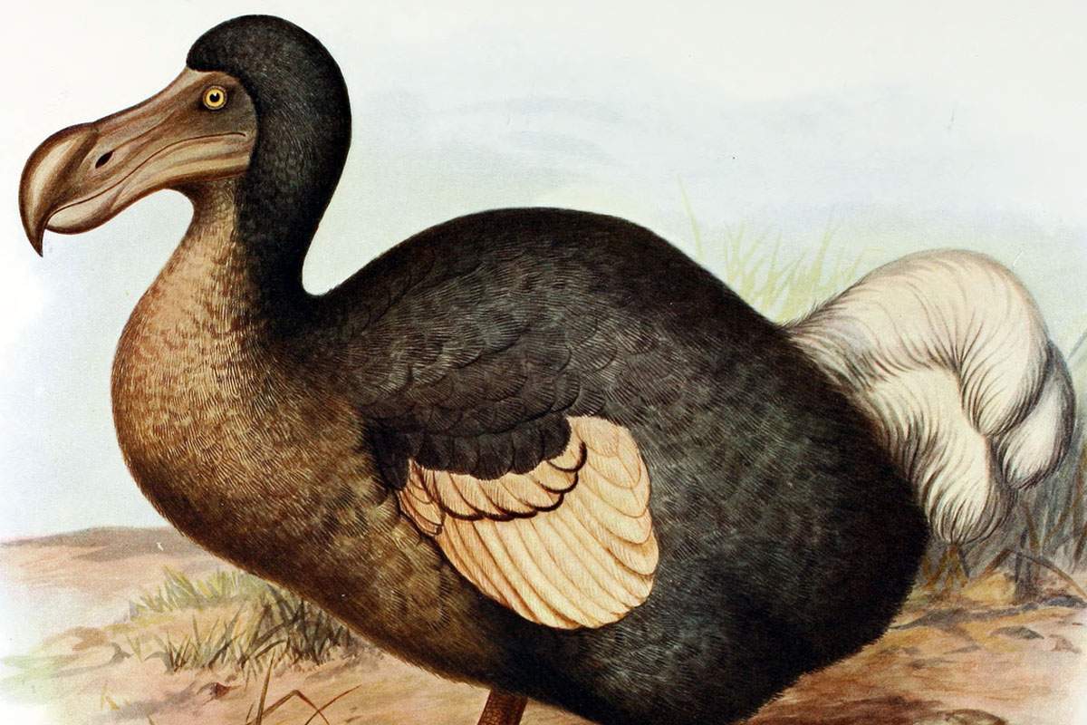 Recent research contradicts older depictions of the dodo, like the above painting.