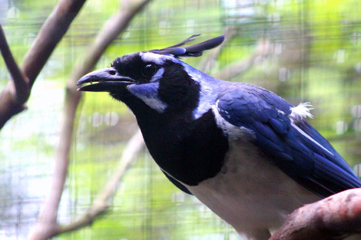 Magpies behave very differently depending on how early or late they hatch.