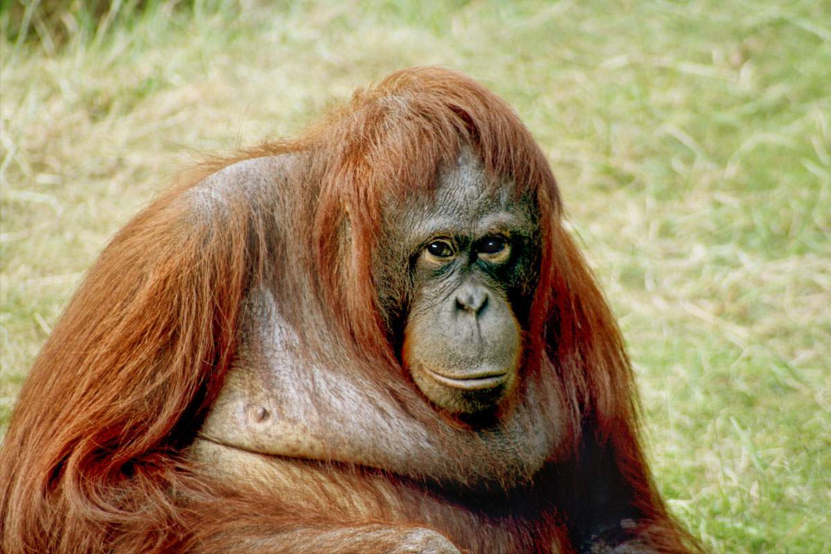 Orangutans can communicate about past events.