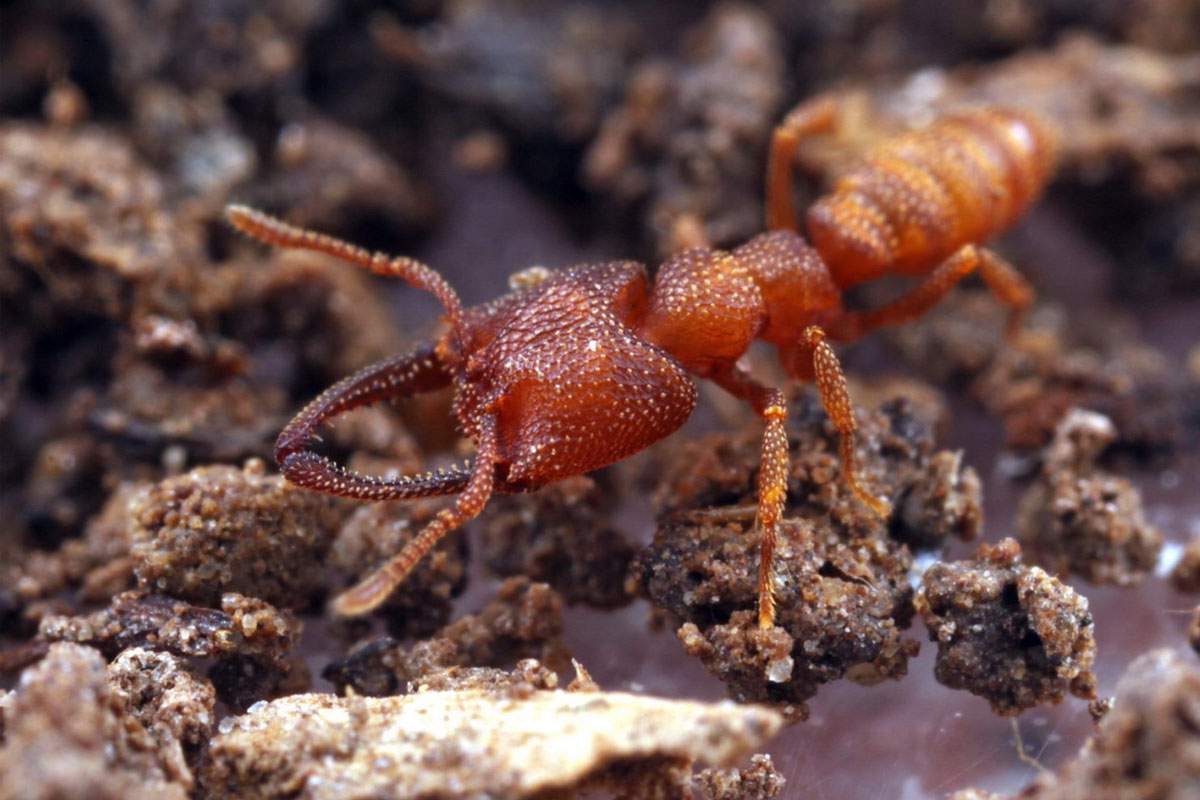 Dracula Ants | A Moment of Science - Indiana Public Media