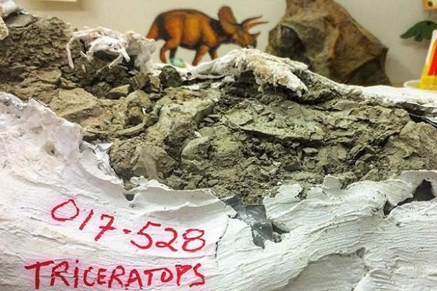 triceratops bones in Steve Bodi's garage