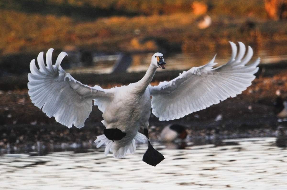 Swan landing in water