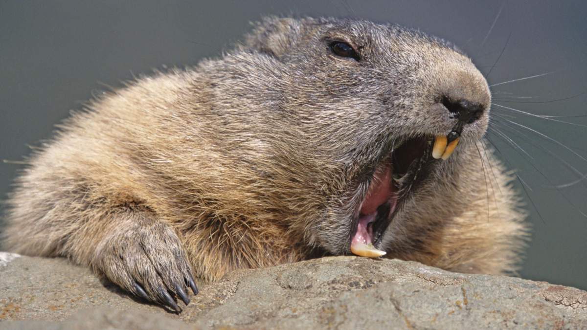 Yawning marmot
