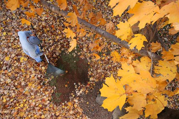 a man raking leaves under a tree.