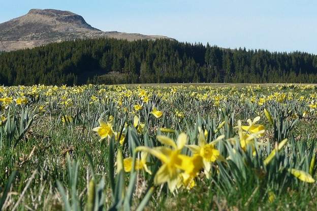 daffodil meadow