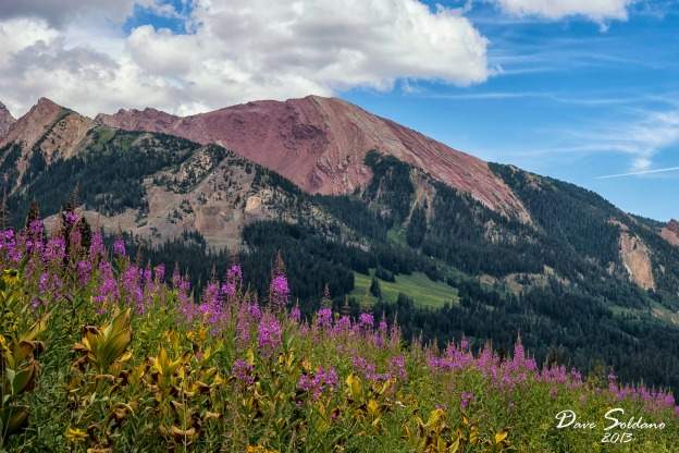 Crested Butte wildflowers