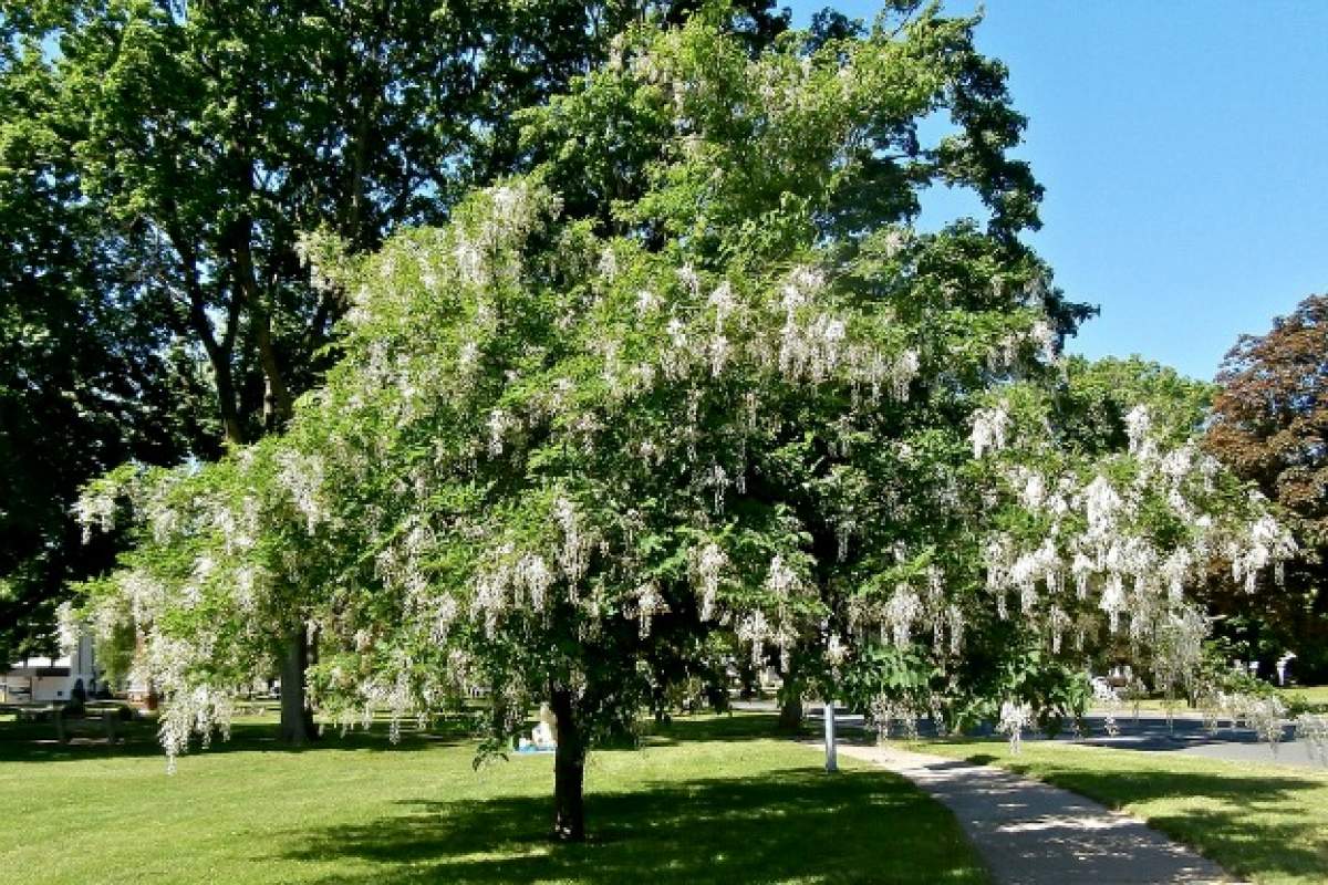 Silver-Bell Tree - Grown By You