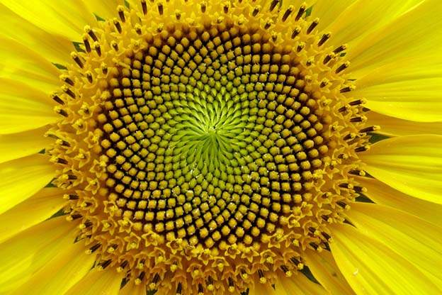 flower spiral