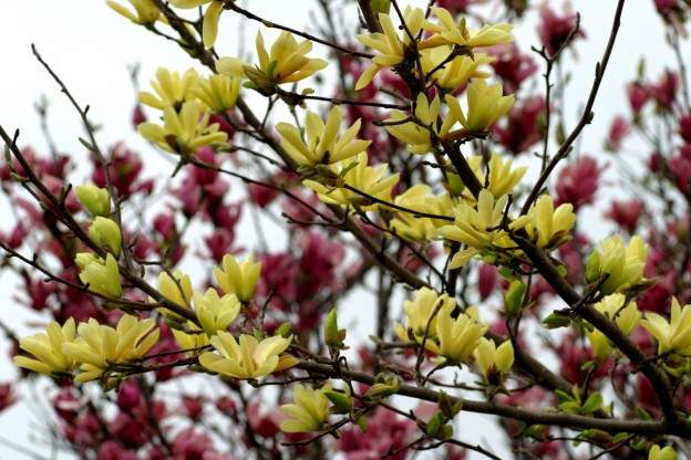 magnolia genus
