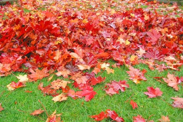 raked leaves