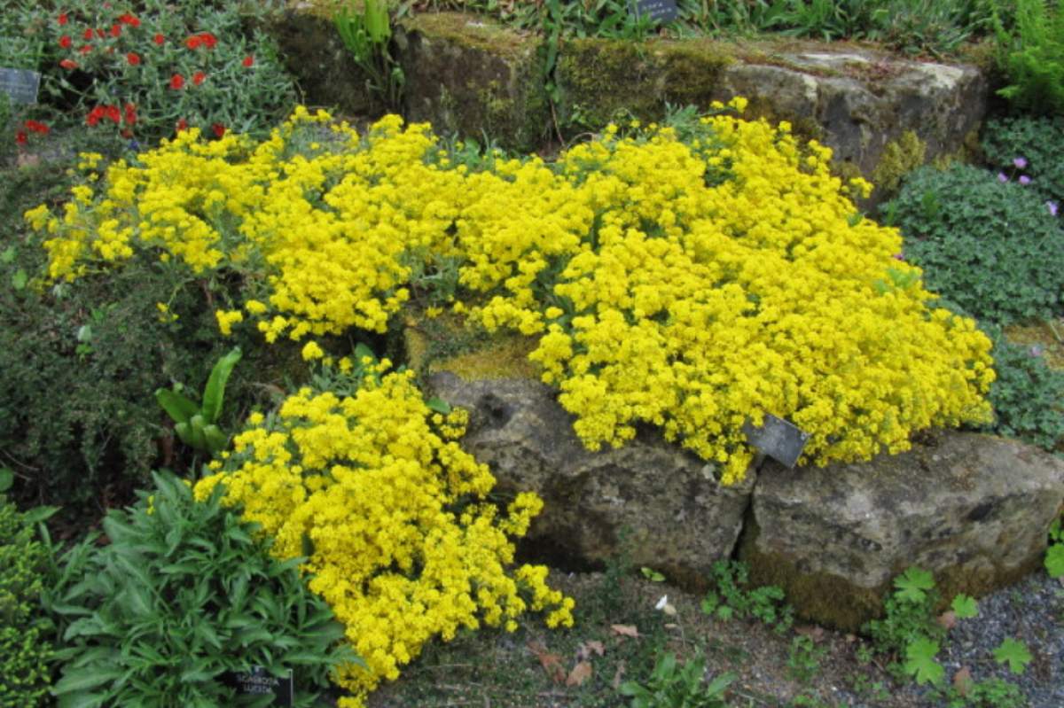 Alyssum saxatile (Aurinia saxatilis) is commonly known as Gold Dust. It is an evergreen, mound-forming perennial with felty, grey-green leaves. Dense panicles of bright yellow flowers smother the entire plant from late spring into early summer (Leonora (Ellie) Enking/flickr).