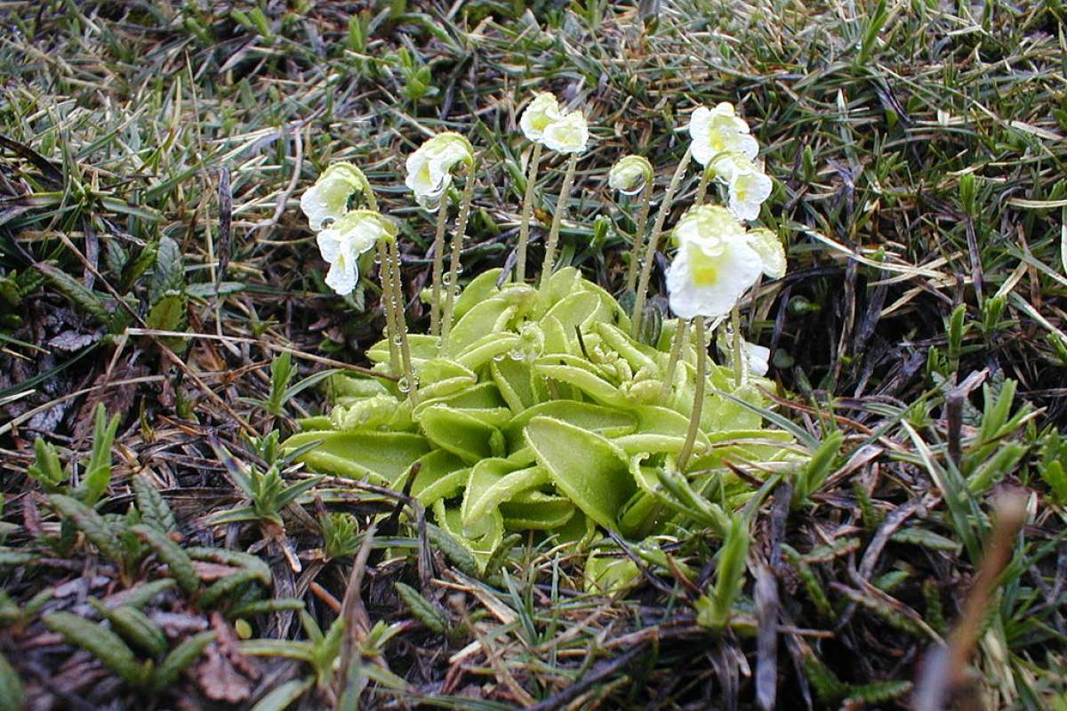 Butterworts can be found over half the planet. This is a European alpine butterwort, Pinguicula alpine, photographed in Slovenia (Filip Dominec/Wikimedia Commons).