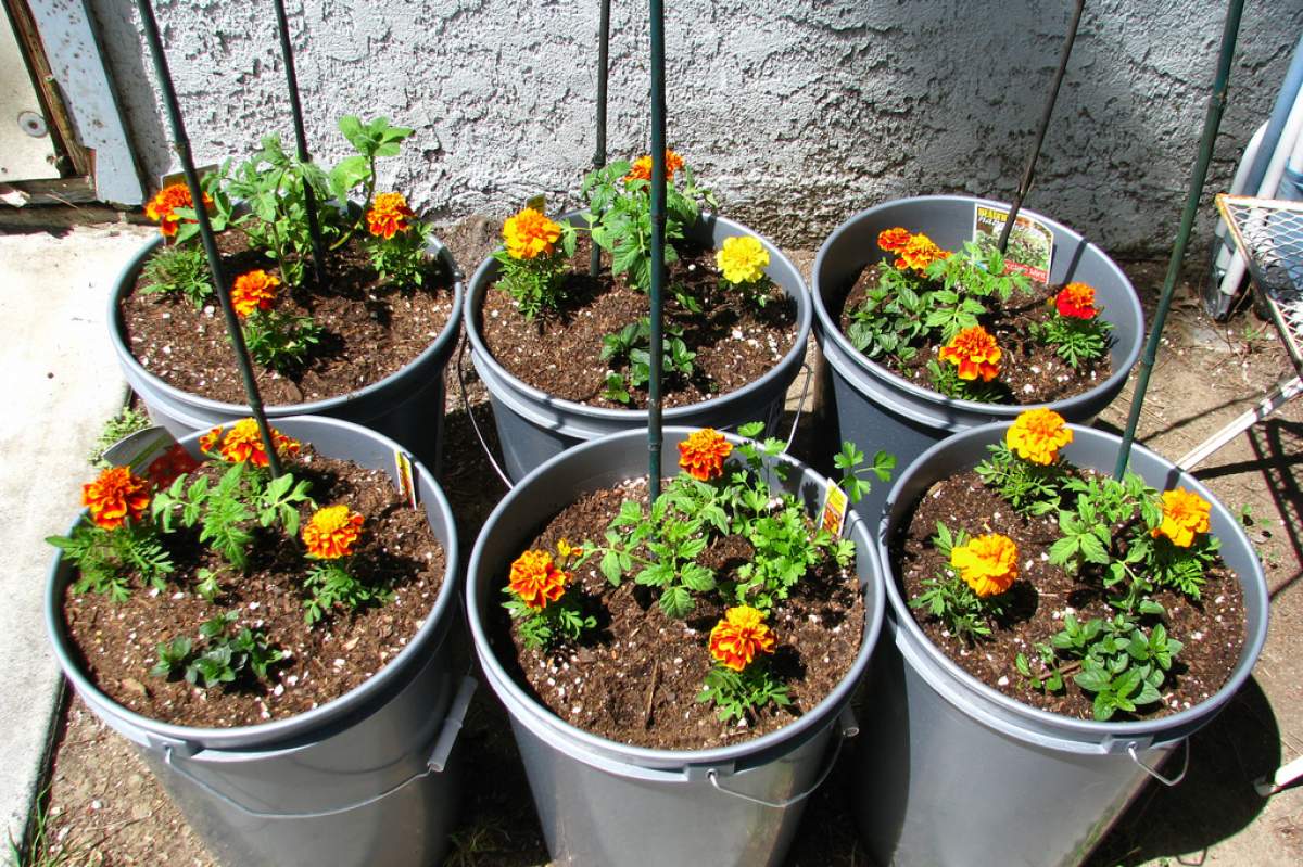 Planting marigolds around tomato plants can help to repel various pests. (Taifighta/flickr)